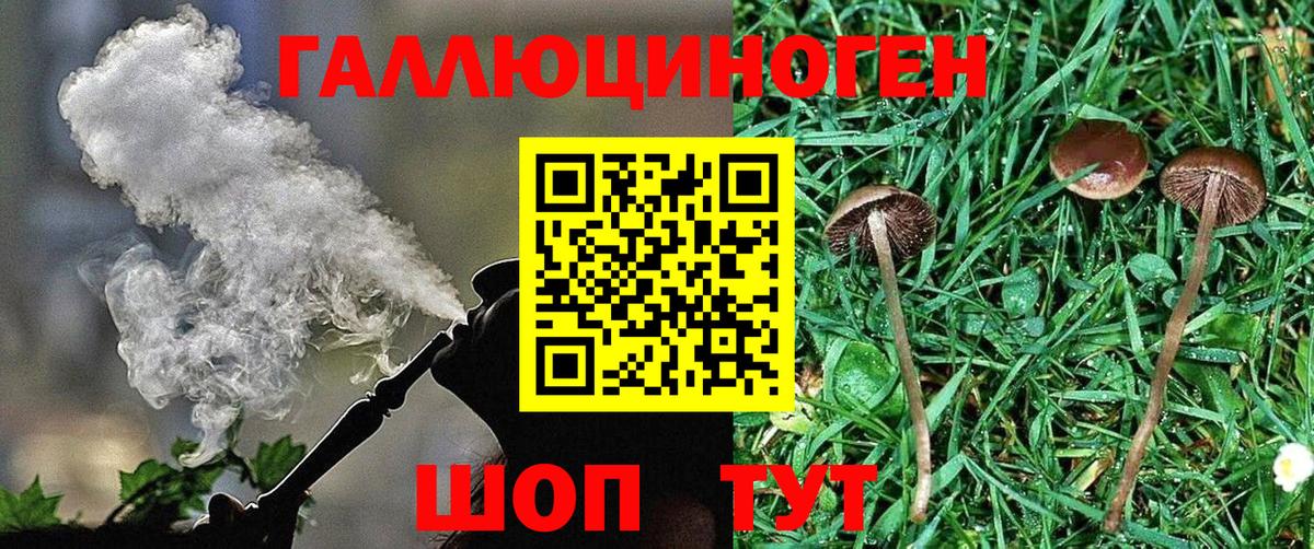 Псилоцибиновые грибы прущие грибы Курчалой
